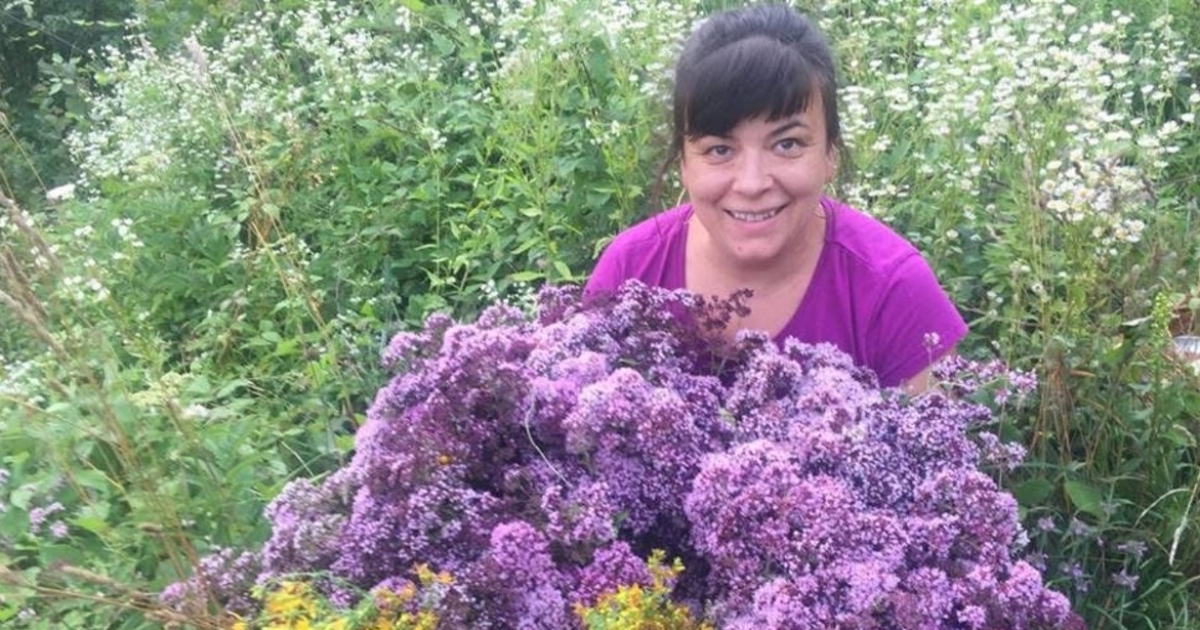 Szurokfű (vadoregánó)